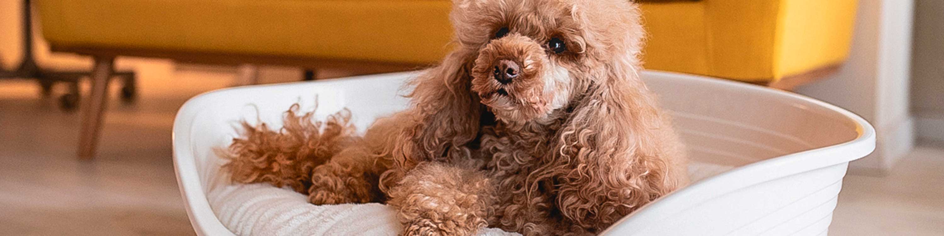 Hundehütte Für Kleine Hunde, 61 Cm – Waschbar, Plüschig, Mit Rutschfester Unterseite | Für Zwinger, Auto, Sofa