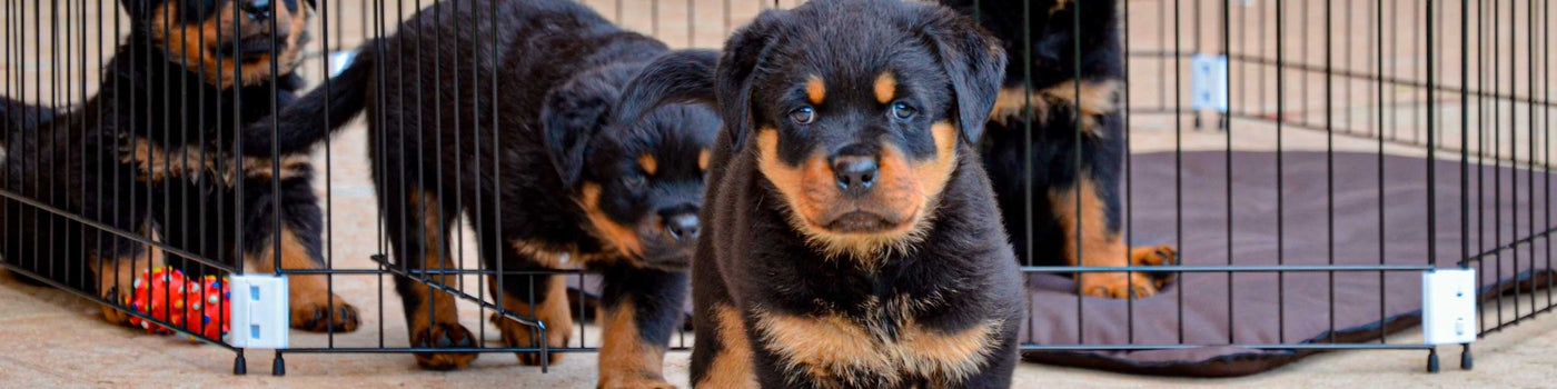 HUNDEFREIGEHEGE, TRAININGSBOXEN UND HUNDEKLAPPEN