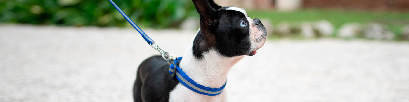 Ferplast Hundehalsband Aus Echtem Rindsleder – Verstellbar, Robust, In Schwarz (verschiedene Größen)