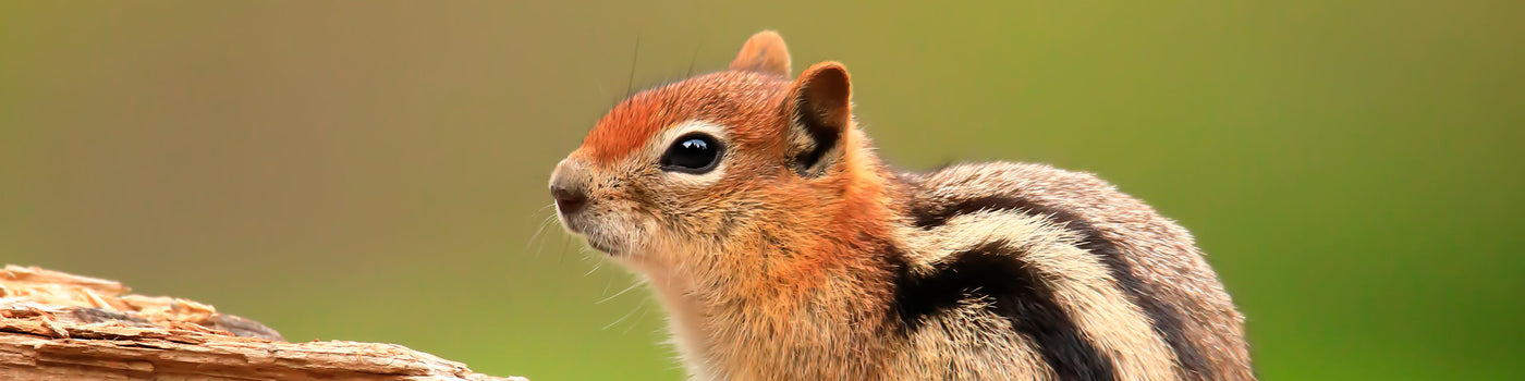 STREIFENHÖRNCHEN