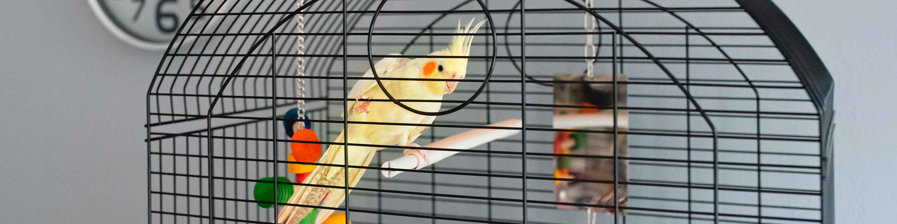 Kunststoff Vogelfutternapf & Vogeltränke Hängend – Auslaufsicher Für Papageien & Nymphensittiche