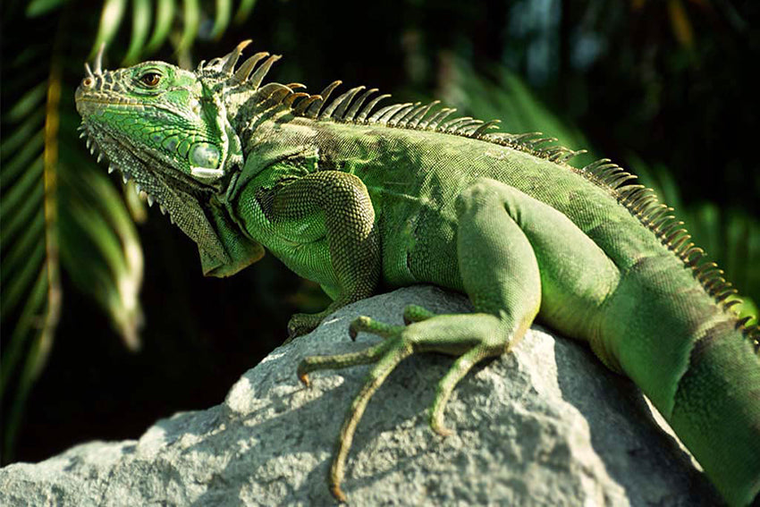 ZUBEHÖR UND PRODUKTE FÜR REPTILIEN
