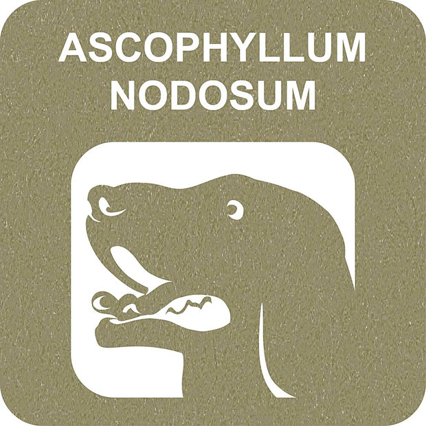 100% SNACK BEFÜLLBAR -  TOOTHBRUSH ASCOPHILLUM