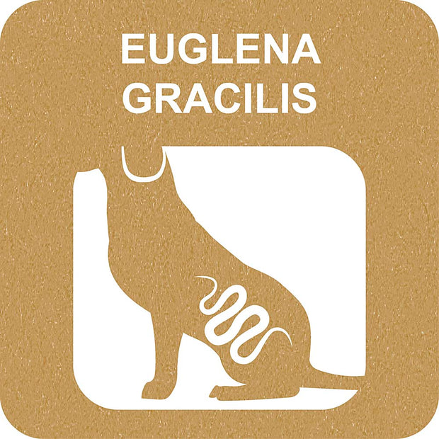 100% SNACK STICKS - FUSILLI EUGLENA
