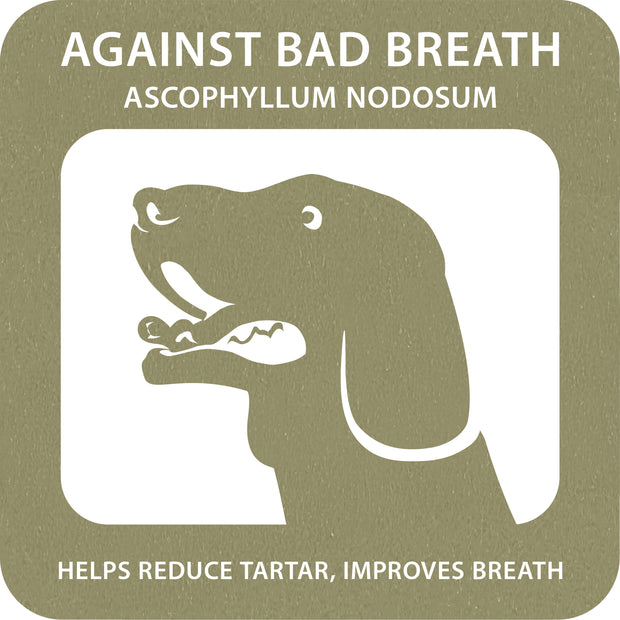 100% SNACK BEFÜLLBAR - TOOTHBRUSH ASCOPHILLUM